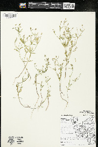 Polygala verticillata image