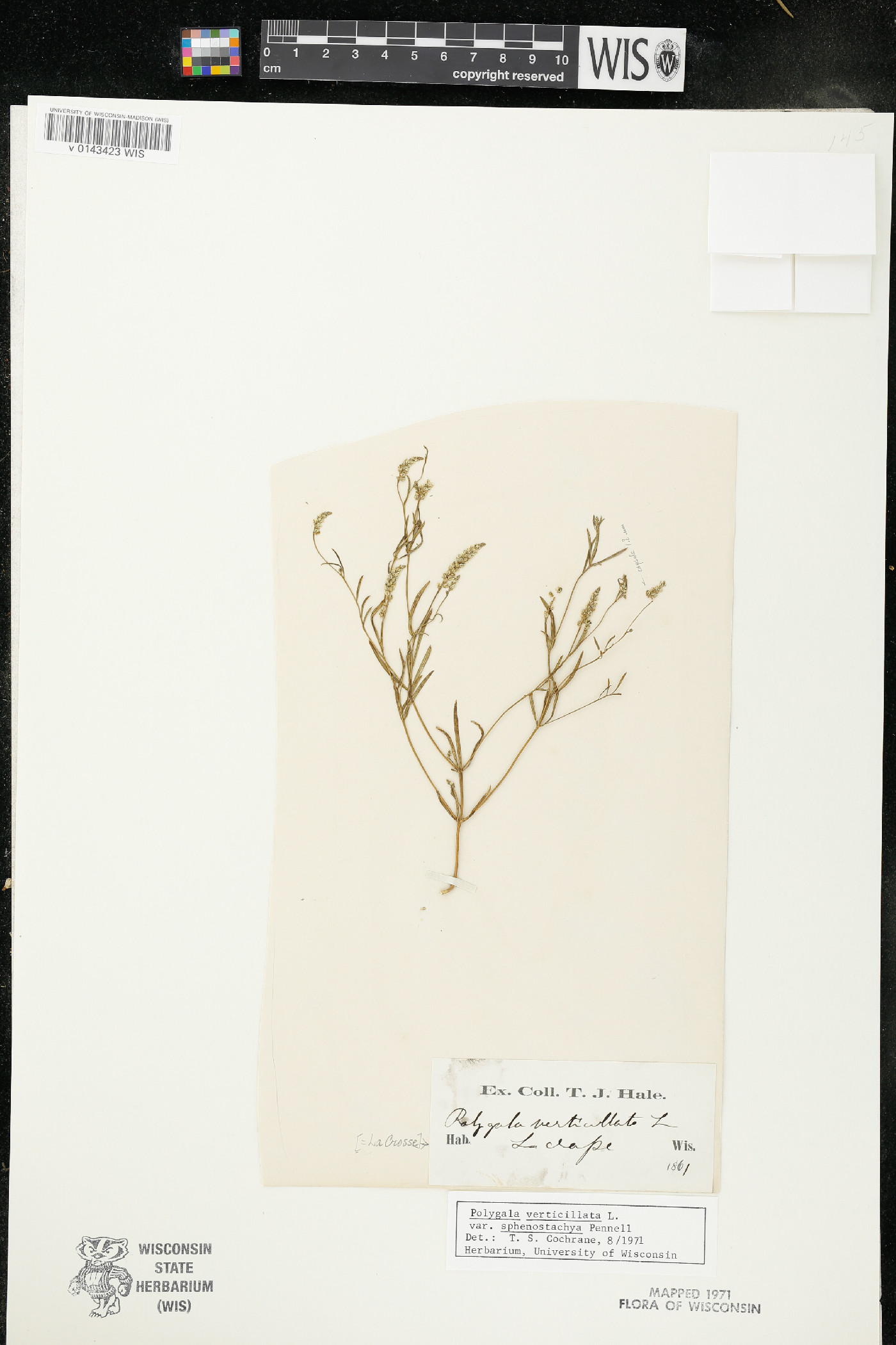 Polygala verticillata var. sphenostachya image