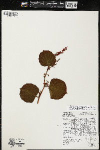 Reynoutria japonica image