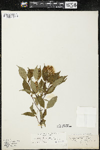 Cornus racemosa image