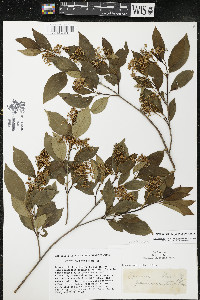 Cornus racemosa image