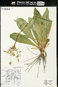 Dodecatheon meadia image