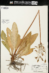 Dodecatheon meadia image