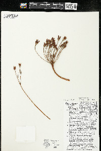Dodecatheon meadia image