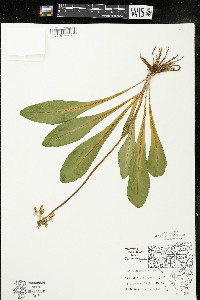 Dodecatheon meadia image
