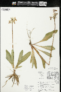 Dodecatheon meadia image