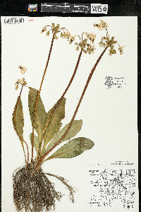 Dodecatheon meadia subsp. meadia image