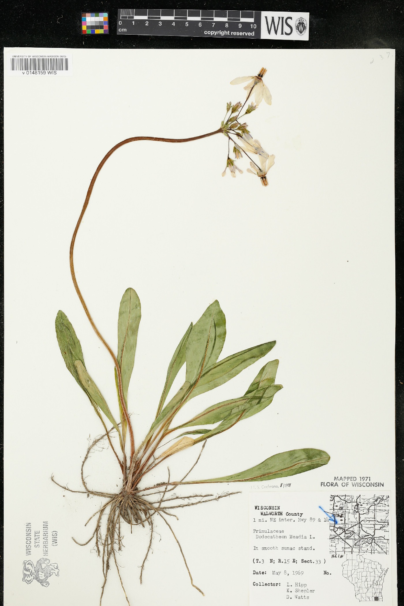 Dodecatheon meadia subsp. meadia image