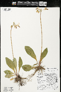Dodecatheon meadia image
