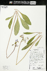 Dodecatheon meadia image