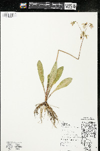 Dodecatheon meadia image