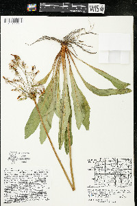 Dodecatheon meadia image