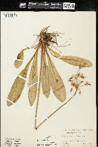 Dodecatheon meadia image