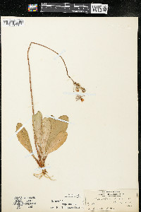 Dodecatheon meadia image