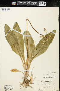 Dodecatheon meadia image