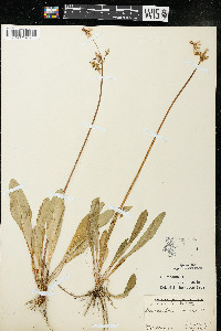 Dodecatheon meadia image