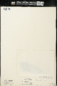 Dodecatheon meadia image