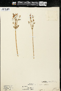 Dodecatheon meadia image