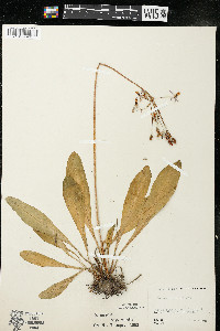 Dodecatheon meadia image