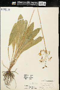 Dodecatheon meadia image