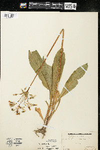 Dodecatheon meadia image