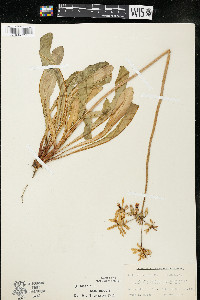 Dodecatheon meadia image