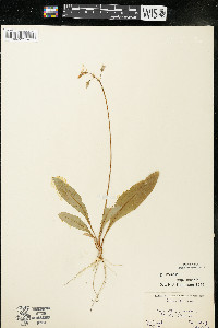 Dodecatheon meadia image