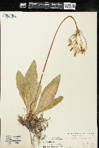 Dodecatheon meadia image