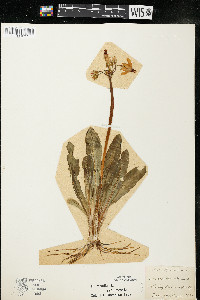 Dodecatheon meadia image