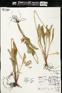 Dodecatheon meadia image