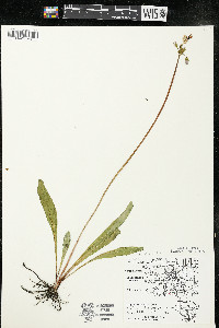 Dodecatheon meadia subsp. meadia image