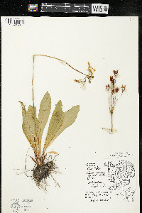 Dodecatheon meadia image