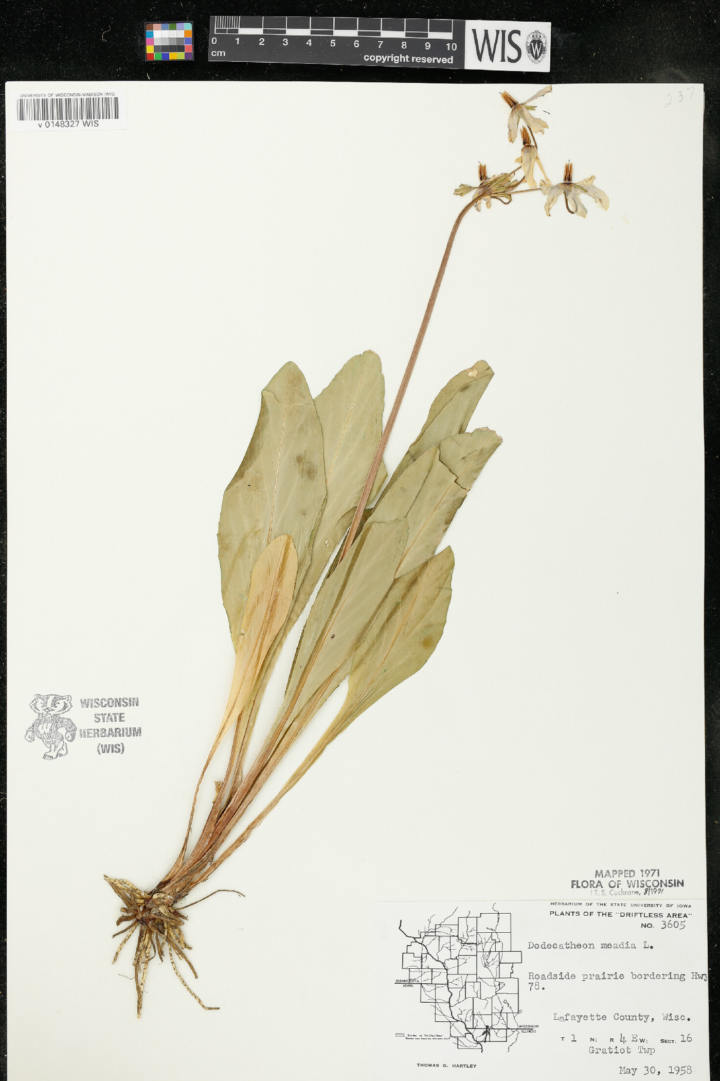 Dodecatheon meadia subsp. meadia image