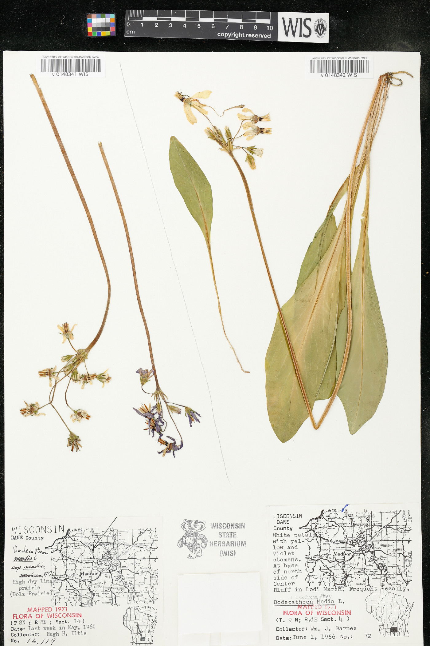 Dodecatheon meadia subsp. meadia image