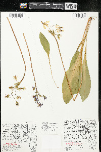 Dodecatheon meadia image