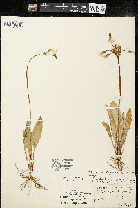 Dodecatheon meadia image