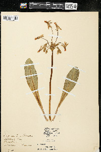 Dodecatheon meadia subsp. meadia image