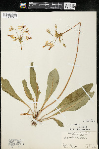 Dodecatheon meadia image