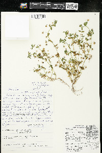 Lysimachia arvensis image