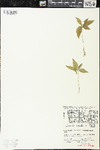 Trientalis borealis image