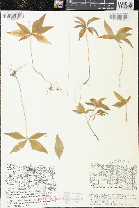 Trientalis borealis image