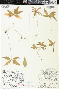 Trientalis borealis image