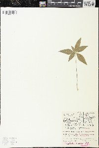 Trientalis borealis image