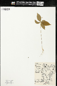 Trientalis borealis image