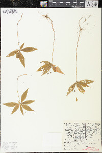 Trientalis borealis image