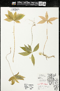 Trientalis borealis image