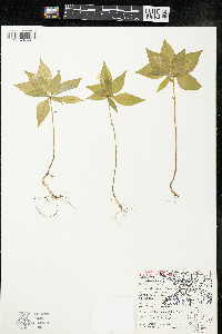 Trientalis borealis image