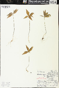 Trientalis borealis image