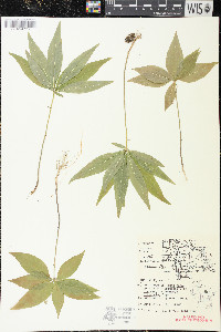 Trientalis borealis image