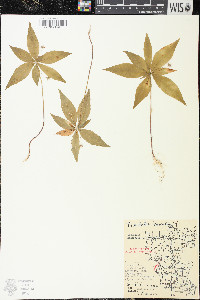 Trientalis borealis image